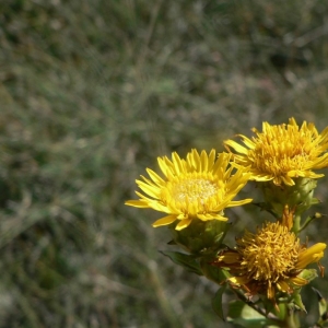 Aster bubonium Scop. (Inule à feuilles de spirée)