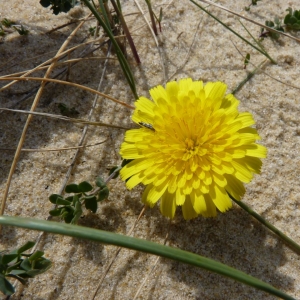 Photographie n°19788 du taxon Leontodon saxatilis Lam. [1779]