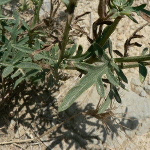 Photographie n°19790 du taxon Centaurea collina L. [1753]