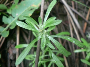 Mathieu MENAND, le  3 septembre 2006 (Saint-Nazaire)