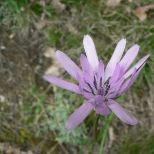 Photographie n°19792 du taxon Scorzonera purpurea L. [1753]