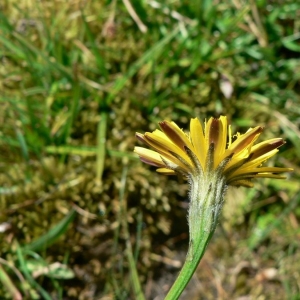 Photographie n°19798 du taxon Leontodon duboisii Sennen [1936]