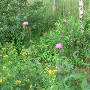  - Cirsium heterophyllum (L.) Hill [1768]