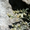  Mathieu MENAND - Artemisia umbelliformis Lam. [1783]