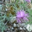 Mathieu MENAND - Centaurea maculosa Lam. [1785]