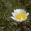  Mathieu MENAND - Leucanthemum gaudinii subsp. barrelieri (Dufour ex DC.) Vogt [1991]