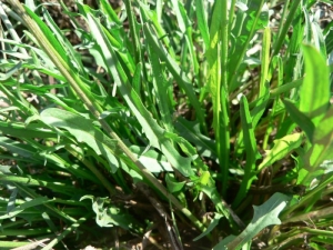 Mathieu MENAND, le  5 août 2008 (Arnac-la-Poste)