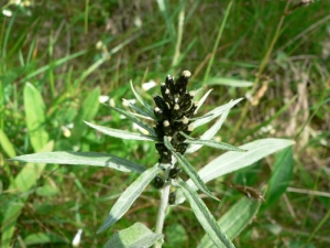 Mathieu MENAND, le 19 juillet 2009 (Finlande)