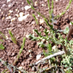 Photographie n°19824 du taxon Senecio gallicus Vill. [1785]