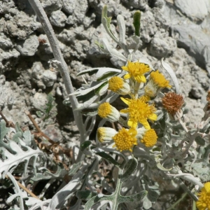 Photographie n°19832 du taxon Senecio cineraria DC. [1838]