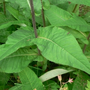  - Cirsium heterophyllum (L.) Hill [1768]