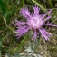  Mathieu MENAND - Centaurea jacea subsp. decipiens (Thuill.) Celak. [1871]