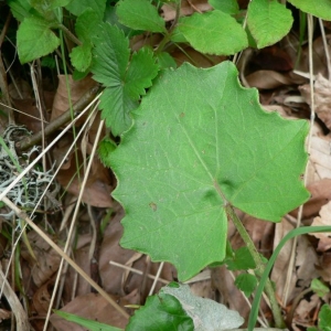 Photographie n°19841 du taxon Tussilago farfara L. [1753]