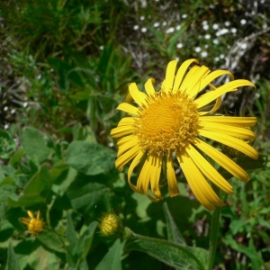 Doronicum austriacum Jacq. (Doronic d'Autriche)