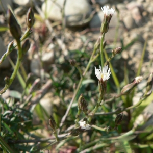 Photographie n°19849 du taxon Aster squamatus (Spreng.) Hieron. [1900]