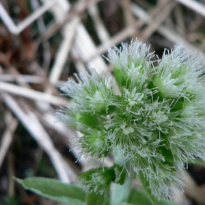 Tussilago lutea J.F.Gmel. (Pétasite blanc)