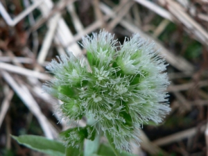 Mathieu MENAND, le  1 avril 2009 (Allanche)