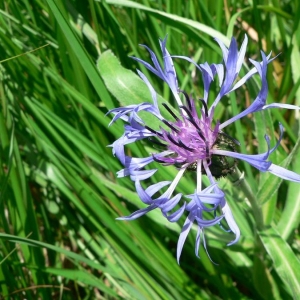 Photographie n°19856 du taxon Centaurea montana L. [1753]