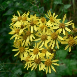 Photographie n°19857 du taxon Senecio erucifolius L. [1755]