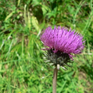 Carduus defloratus subsp. argemone (Pourr. ex Lam.) Ces. (Chardon)