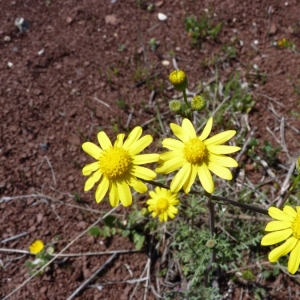 Photographie n°19865 du taxon Senecio gallicus Vill. [1785]