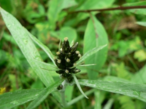 Mathieu MENAND, le 16 juillet 2009 (Finlande)