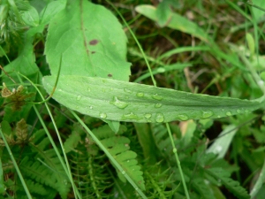 Mathieu MENAND, le 16 juillet 2009 (Finlande)