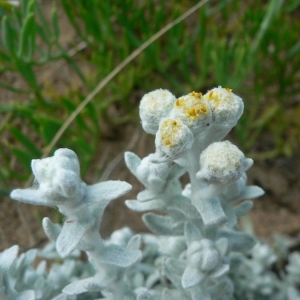 Photographie n°19876 du taxon Otanthus maritimus (L.) Hoffmanns. & Link [1824]