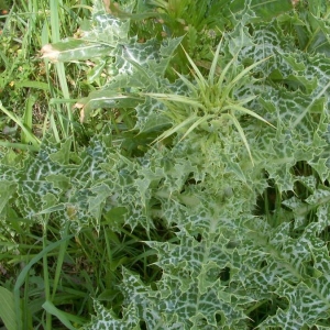 Photographie n°19879 du taxon Silybum marianum (L.) Gaertn. [1791]