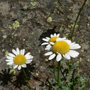 Leucanthemum gaudinii subsp. barrelieri (Dufour ex DC.) Vogt (Marguerite de Barrelier)