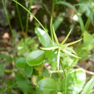 Photographie n°19884 du taxon Rhagadiolus stellatus (L.) Gaertn. [1791]