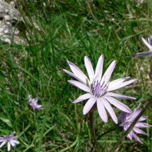 Photographie n°19886 du taxon Scorzonera purpurea L. [1753]