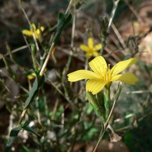 Photographie n°19888 du taxon Lactuca viminea subsp. chondrilliflora (Boreau) Bonnier [1923]