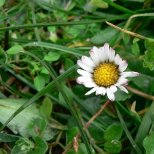 Photographie n°19894 du taxon Bellis perennis L. [1753]