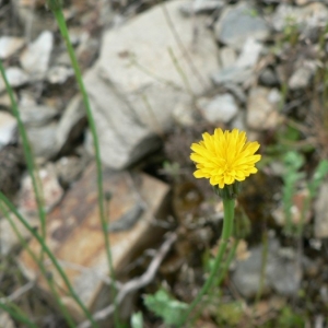 Photographie n°19900 du taxon Hypochaeris glabra L. [1753]