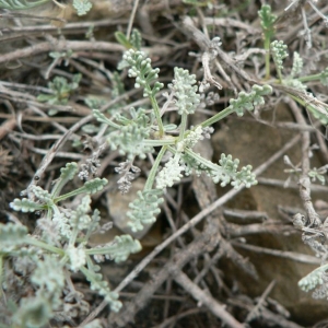 Photographie n°19901 du taxon Artemisia caerulescens subsp. gallica (Willd.) K.M.Perss. [1974]