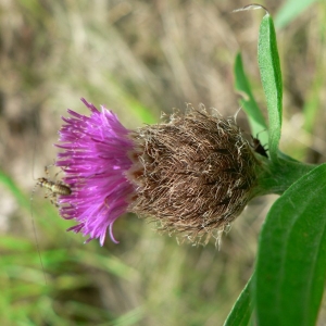 Photographie n°19905 du taxon Centaurea nemoralis Jord. [1852]