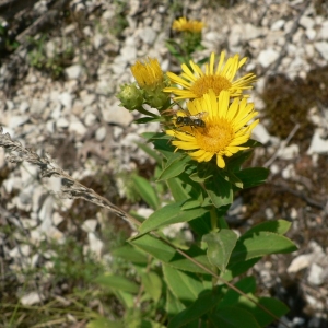 Photographie n°19911 du taxon Inula salicina L. [1753]