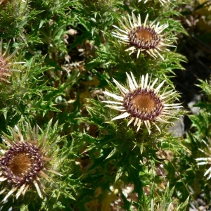 Photographie n°19918 du taxon Carlina vulgaris L. [1753]