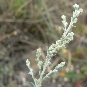 Photographie n°19922 du taxon Artemisia caerulescens subsp. gallica (Willd.) K.M.Perss. [1974]