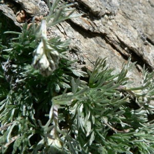 Photographie n°19925 du taxon Artemisia umbelliformis Lam. [1783]