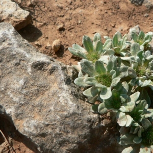 Photographie n°19928 du taxon Evax pygmaea (L.) Brot. [1804]