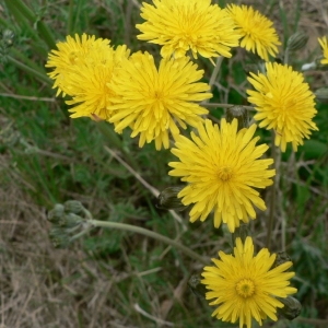 Photographie n°19930 du taxon Crepis vesicaria subsp. taraxacifolia (Thuill.) Thell. [1914]