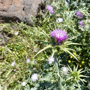 Photographie n°19932 du taxon Silybum marianum (L.) Gaertn. [1791]