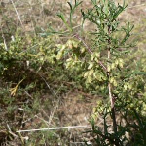 Photographie n°19933 du taxon Artemisia campestris subsp. maritima (DC.) Arcang. [1882]