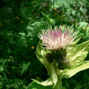 Photographie n°19935 du taxon Cirsium oleraceum (L.) Scop. [1769]