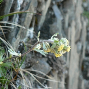 Photographie n°19938 du taxon Artemisia umbelliformis Lam. [1783]