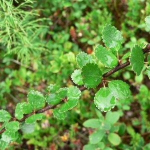 Photographie n°19953 du taxon Betula nana L. [1753]