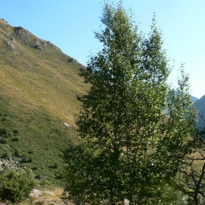 Photographie n°19958 du taxon Betula pubescens Ehrh.