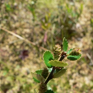 Photographie n°19962 du taxon Betula nana L. [1753]